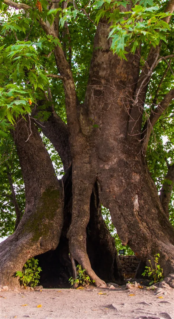 Oriental Plane Tree